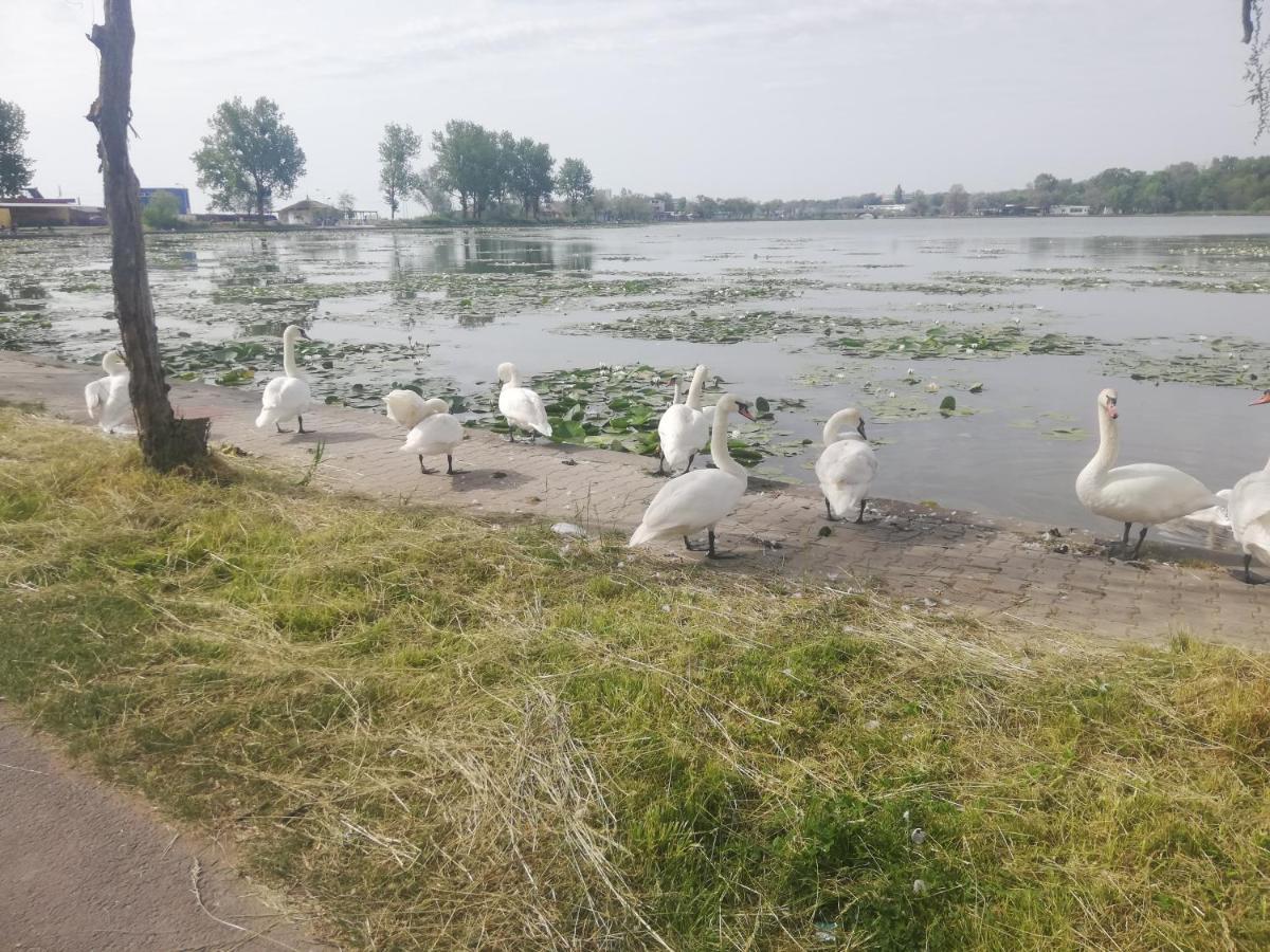 Pensiunea Scoika Steaguri Neptun Kültér fotó