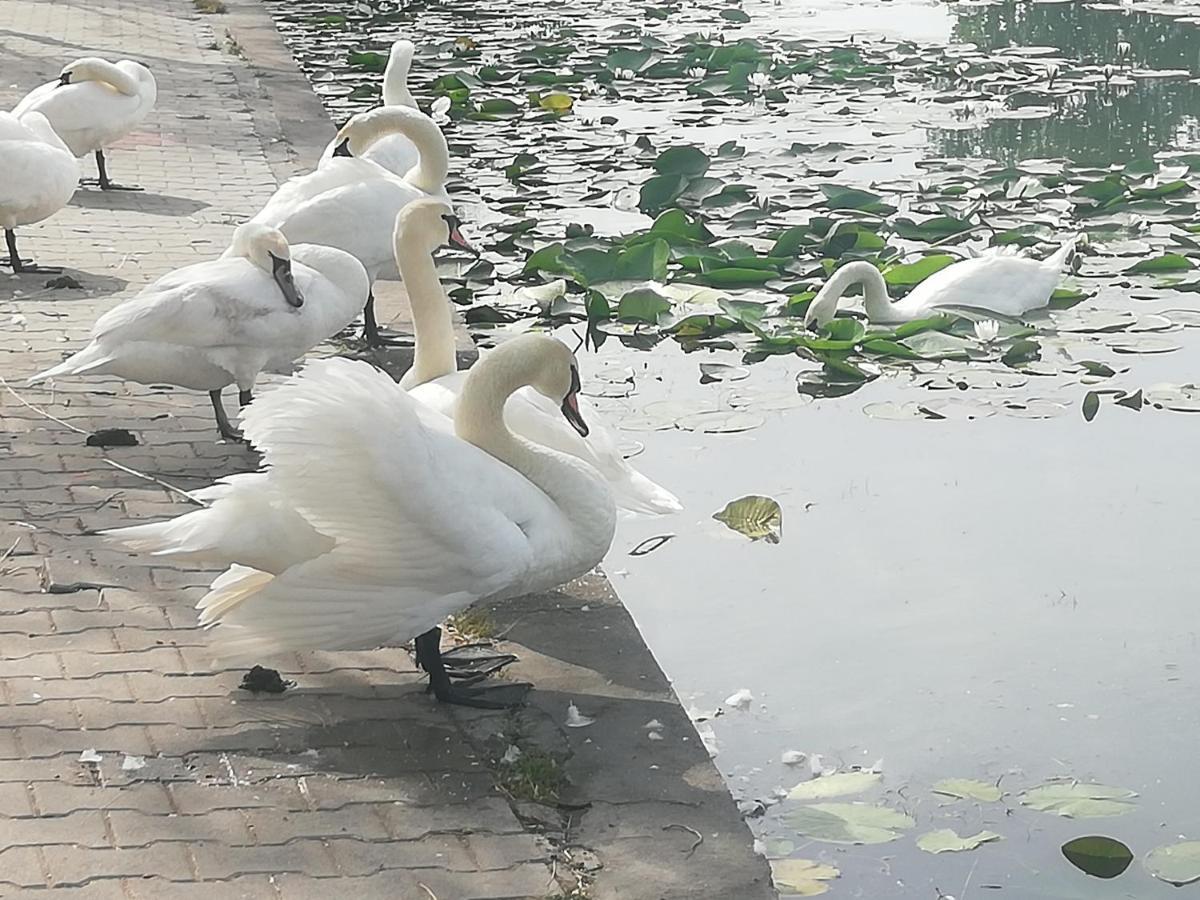 Pensiunea Scoika Steaguri Neptun Kültér fotó