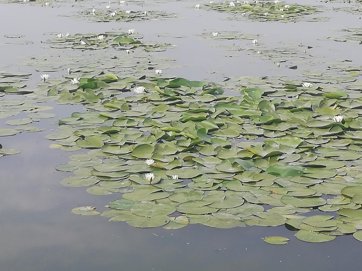 Pensiunea Scoika Steaguri Neptun Kültér fotó