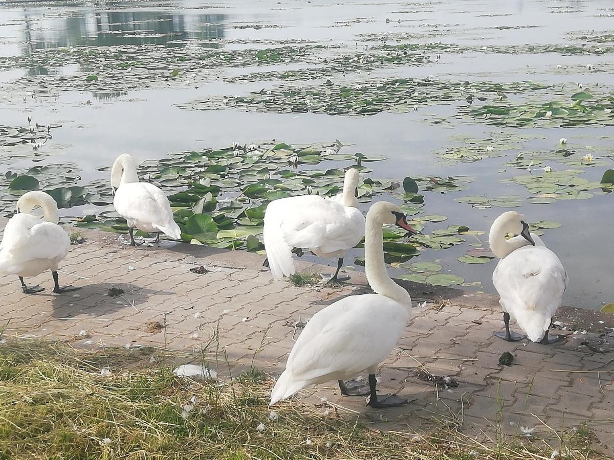 Pensiunea Scoika Steaguri Neptun Kültér fotó